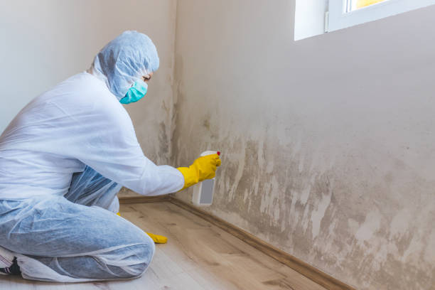 Black mold inspection in Clearwater